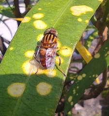 Eristalinus