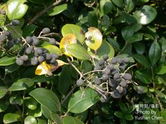 Ligustrum liukiuense