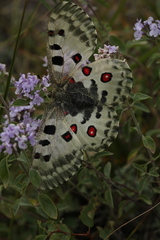 Parnassius nomion