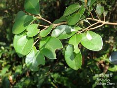 Ligustrum liukiuense