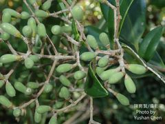 Ligustrum liukiuense