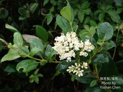 Ligustrum liukiuense
