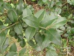Ligustrum liukiuense