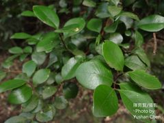 Ligustrum liukiuense