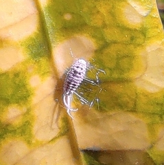 Pseudococcidae