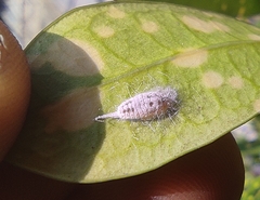 Pseudococcidae
