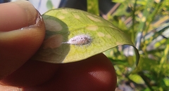 Pseudococcidae