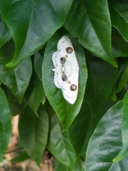 Problepsis eucircota