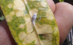 Pseudococcidae