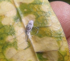 Pseudococcidae