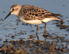 Calidris pusilla