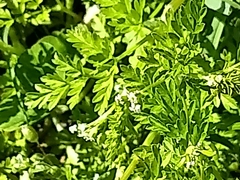 Chaerophyllum procumbens