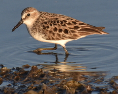 Calidris pusilla