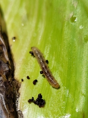 Geshna cannalis