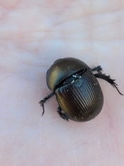 Geotrupes blackburnii