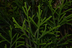 Dacrydium