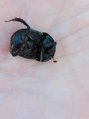 Geotrupes blackburnii