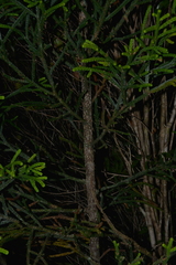 Dacrydium
