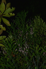Dacrydium