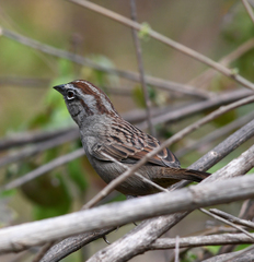 Aimophila notosticta