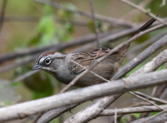 Aimophila notosticta