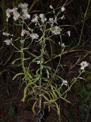 Pseudognaphalium helleri