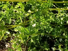 Chaerophyllum procumbens