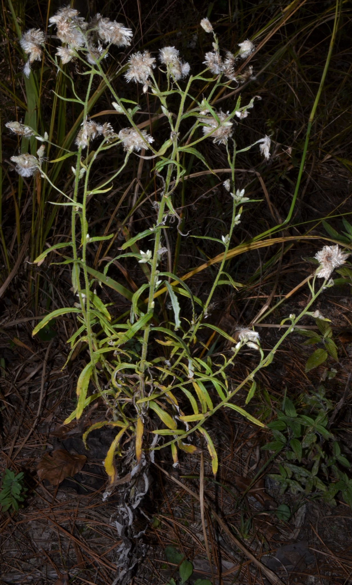 Pseudognaphalium helleri