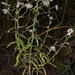 Pseudognaphalium helleri - Photo 由 J. Richard Abbott 所上傳的 (c) J. Richard Abbott，保留部份權利CC BY-NC
