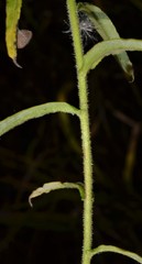 Pseudognaphalium helleri