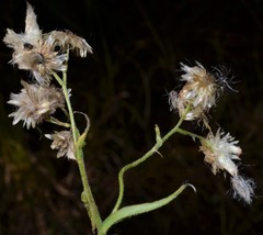 Pseudognaphalium helleri