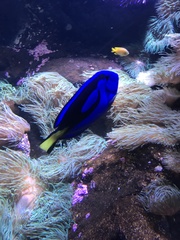 Paracanthurus