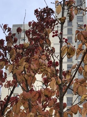 Cornus officinalis