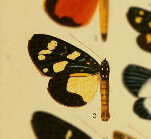 Heraclia aemulatrix