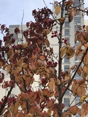 Cornus officinalis