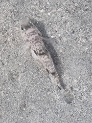 Yongeichthys nebulosus