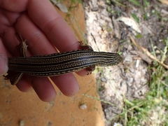 Ctenotus australis