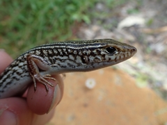 Ctenotus australis