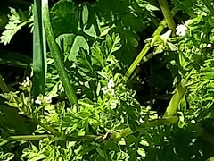 Chaerophyllum procumbens
