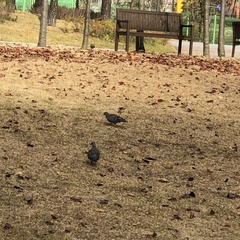 Streptopelia orientalis