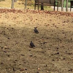 Streptopelia orientalis