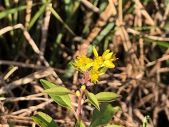 Solidago virgaurea asiatica