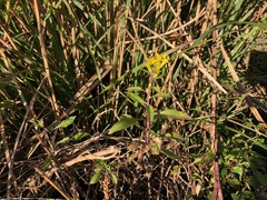 Solidago virgaurea asiatica