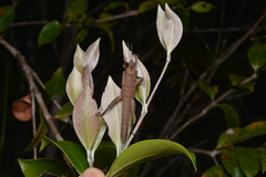 Canachus