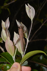Canachus