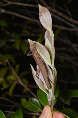 Canachus