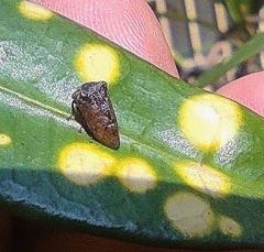 Membracoidea