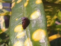 Membracoidea
