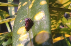 Membracoidea
