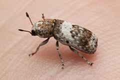 Ozotomerus bipunctatus